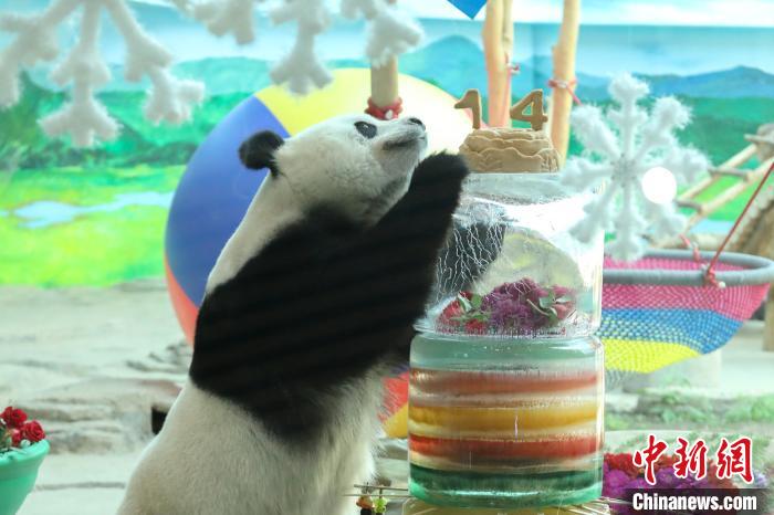 大熊猫拿彩虹蛋糕上带自己年龄的窝头。亚布力熊猫馆供图